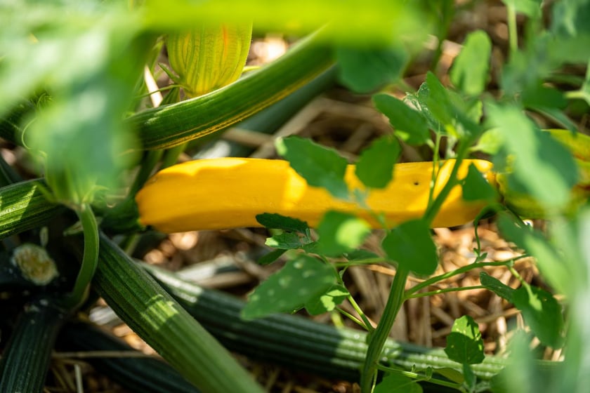 Miejska Farma Wrocławia